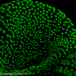 Fluoreszenzaufnahme einer Anemone