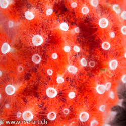Winzige Babyquallen leben auf einem roten Schwamm