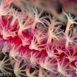 Coralsea-Seefächer