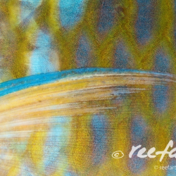 Makroaufnahme der Seite eines Papageienfisches