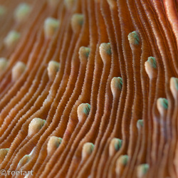Detail einer Pilzkoralle