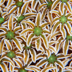 unbekannte Koralle 1