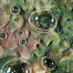 smile - in den Luftbläschen auf der Koralle spiegeln sich die Unterwasserblitze