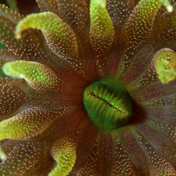 Stempelkoralle oder Schwarze Koralle