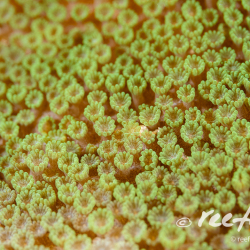 Montipora_informis1b